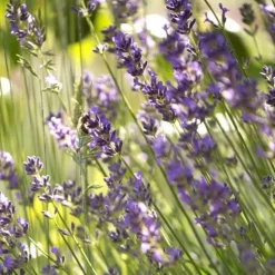 Lavande variée. Le pot de 10 litres
