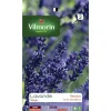Lavande Vilmorin - graines à semer