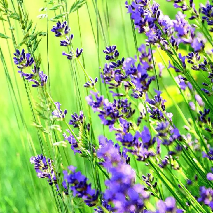 Lavande Vraie Aromatico Blue - Le pot de 12 cm