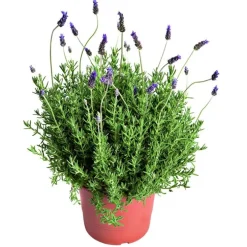 LAVANDULA