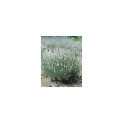 Lavandula Angustifolia Edelweiss – Pot de 2L