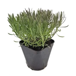 Lavandula Angustifolia Grosso – Pot de 3L