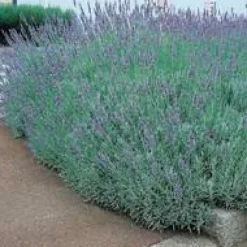 Lavandula Grosso – Pot de 2L