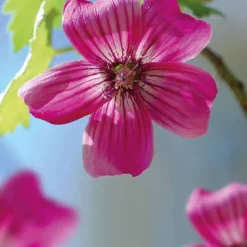 Lavatère Rose Fonce - Le pot de 9 x 9 cm