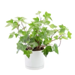 Lierre Montgomery vert en pot blanc émaillé botanic®. Le pot Ø 18 cm
