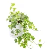 Lierre panaché vert en pot blanc émaillé botanic®. Le pot Ø 15 cm
