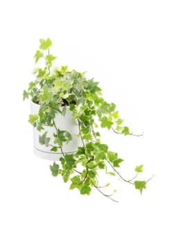 Lierre panaché vert en pot blanc émaillé botanic®. Le pot Ø 15 cm