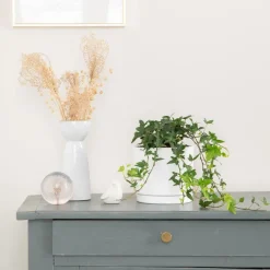 Lierre vert en pot blanc émaillé botanic®. Le pot Ø 15 cm
