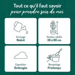 Lierre vert en pot blanc émaillé botanic®. Le pot Ø 15 cm