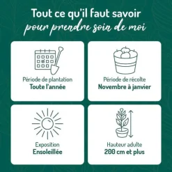 Lime De Tahiti Bio. Le pot de 3 litres