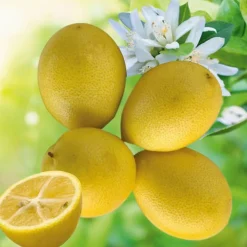 Limequat Bio. Le pot de 3 litres