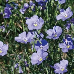 Lin Vivace - Le pot de 9 x 9 cm