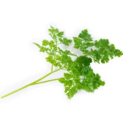 Lingot Cerfeuil bio pour potager Véritable