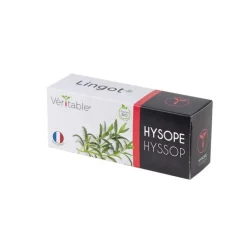 Lingot® Hysope bio pour potager Véritable