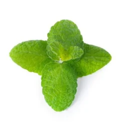 Lingot Menthe pomme bio pour potager Véritable