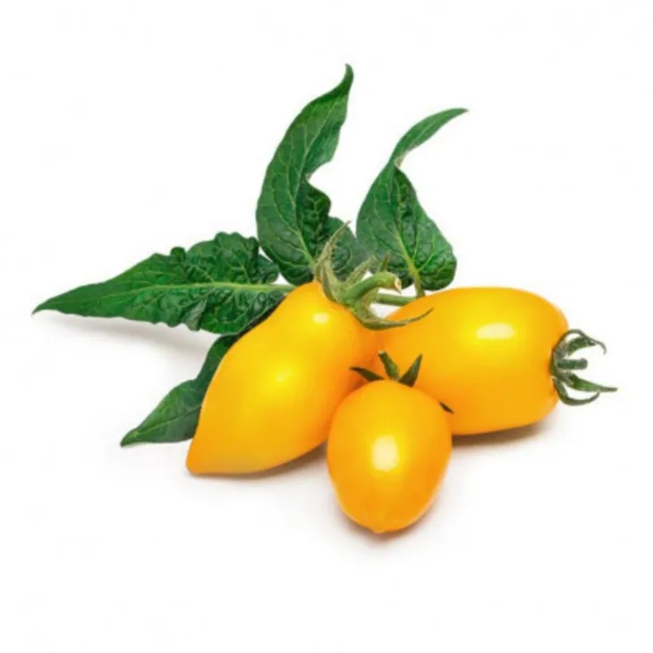 Lingot® Mini tomate jaune pour potager Véritable