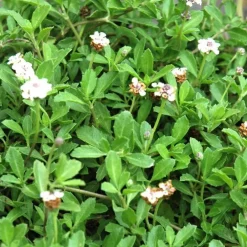 Lippia Nudiflora - La barquette de 6 plants