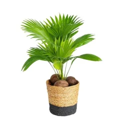 Livingstonia avec son cache pot en céramique H 60 x Ø 17 cm