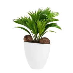 Livistona Avani – Pot céramique blanc