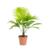 Livistona pot Ø12xH40 cm