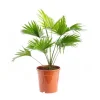 Livistona Rotundifolia pot Ø17xH60 cm
