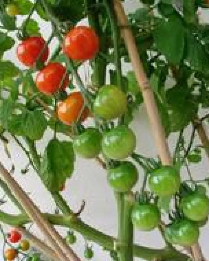 Lot de 3 tuteurs coloris marron en bambou - 150 cm