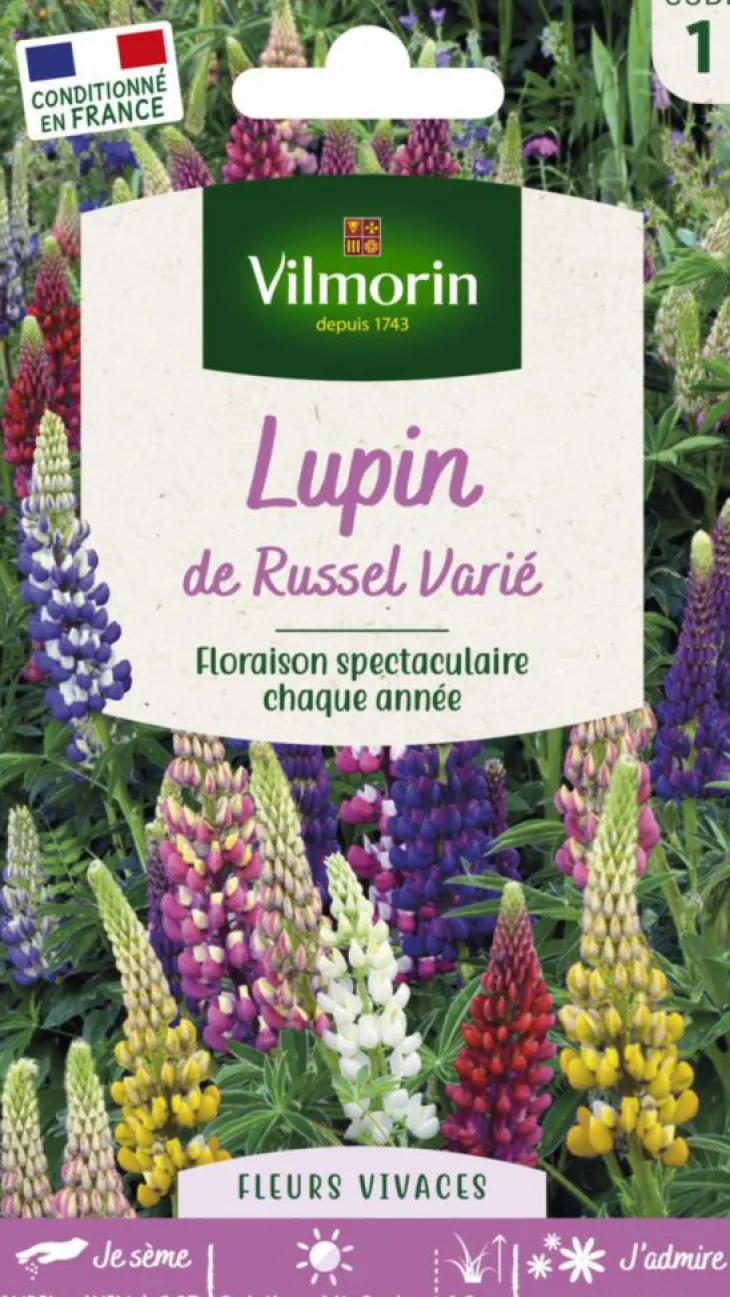 Lupin de Russel Varié Vilmorin - graines à semer
