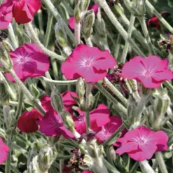 Lychnis Carmin - Le pot de 9 x 9 cm