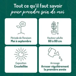 Lychnis Carmin - Le pot de 9 x 9 cm