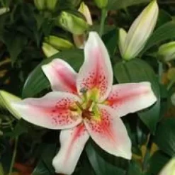 Lys After Eight 4 PP pot Ø19xH70 cm