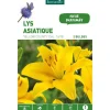 Lys Asiatique Yellow county jaune botanic® - 2 bulbes