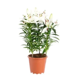 Lys Blanc 5 pieds pot Ø19xH60 cm