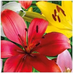 Lys. Le pot de Ø 21 cm