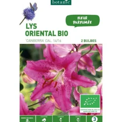 Lys Oriental Canberra bio rose botanic® - 2 bulbes