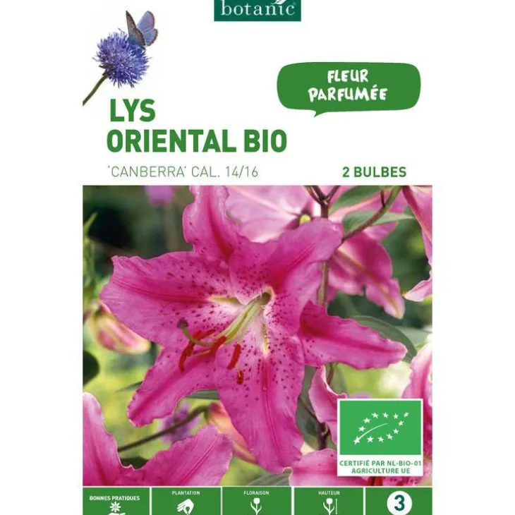 Lys Oriental Canberra bio rose botanic® - 2 bulbes