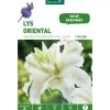 Lys Oriental Double Polar Star blanc botanic® - 1 bulbe