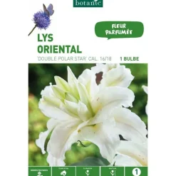 Lys Oriental Double Polar Star blanc botanic® - 1 bulbe