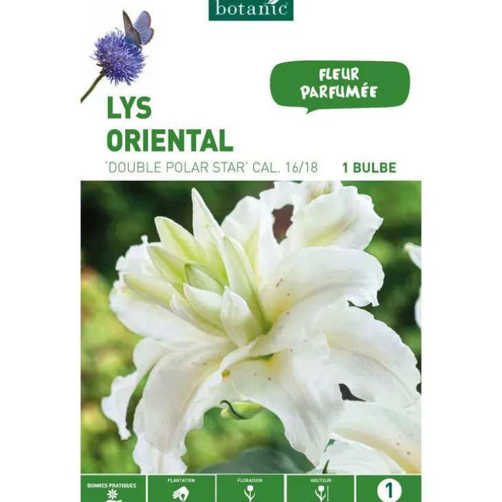 Lys Oriental Double Polar Star blanc botanic® - 1 bulbe