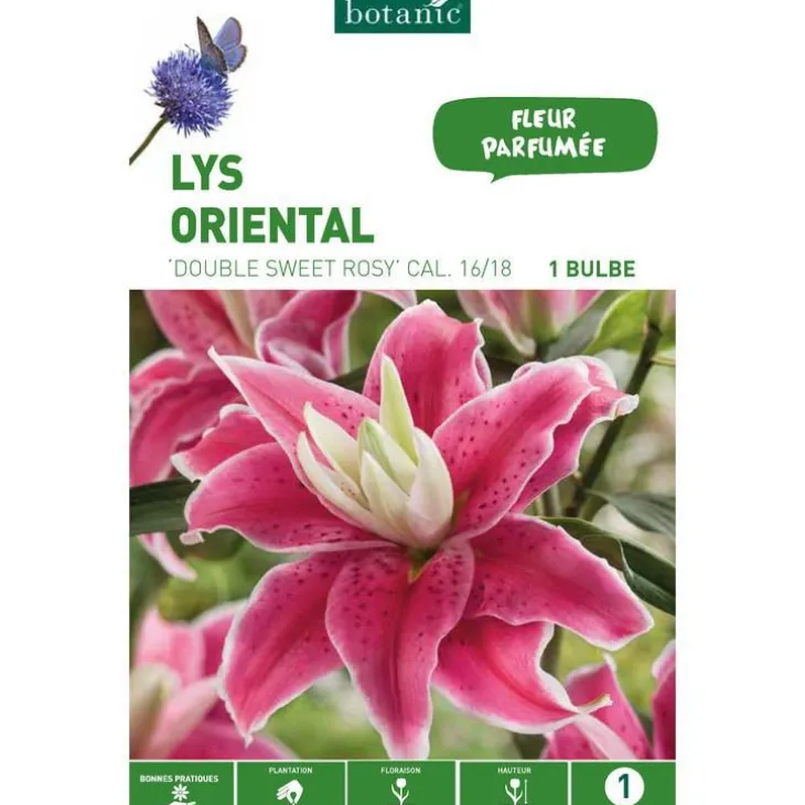 Lys Oriental Double Sweet Rosy rose botanic® - 1 bulbe