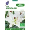 Lys Oriental Helvetia bio blanc botanic® - 2 bulbes