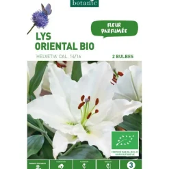 Lys Oriental Helvetia bio blanc botanic® - 2 bulbes