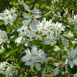 Magnolia Caduc Stellata blanc. Le pot de 15 litres