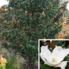 Magnolia Grandiflora Alta blanc en pot de 4 L