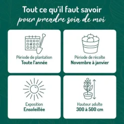 Mandarinier Bio. Le pot de 3 litres