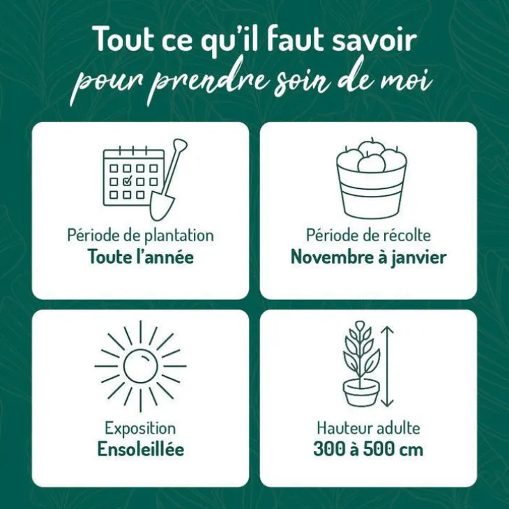 Mandarinier Bio. Le pot de 3 litres