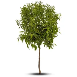 Mandarinier. Le pot de 15 litres