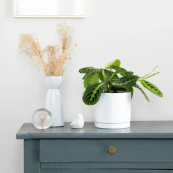 Maranta Leuconeura 'Lemon' vert en pot blanc émaillé botanic®. Le pot Ø 15 cm