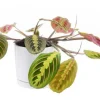 Maranta Leuconeura vert en pot blanc émaillé botanic®. Le pot Ø 15 cm
