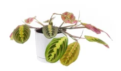 Maranta Leuconeura vert en pot blanc émaillé botanic®. Le pot Ø 15 cm