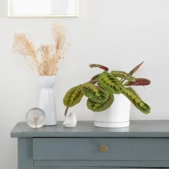 Maranta Leuconeura vert en pot blanc émaillé botanic®. Le pot Ø 15 cm